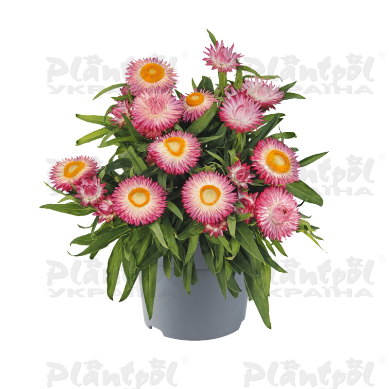 Брактеанта Bracteata Crispy Pink (84 палета/Florensis)