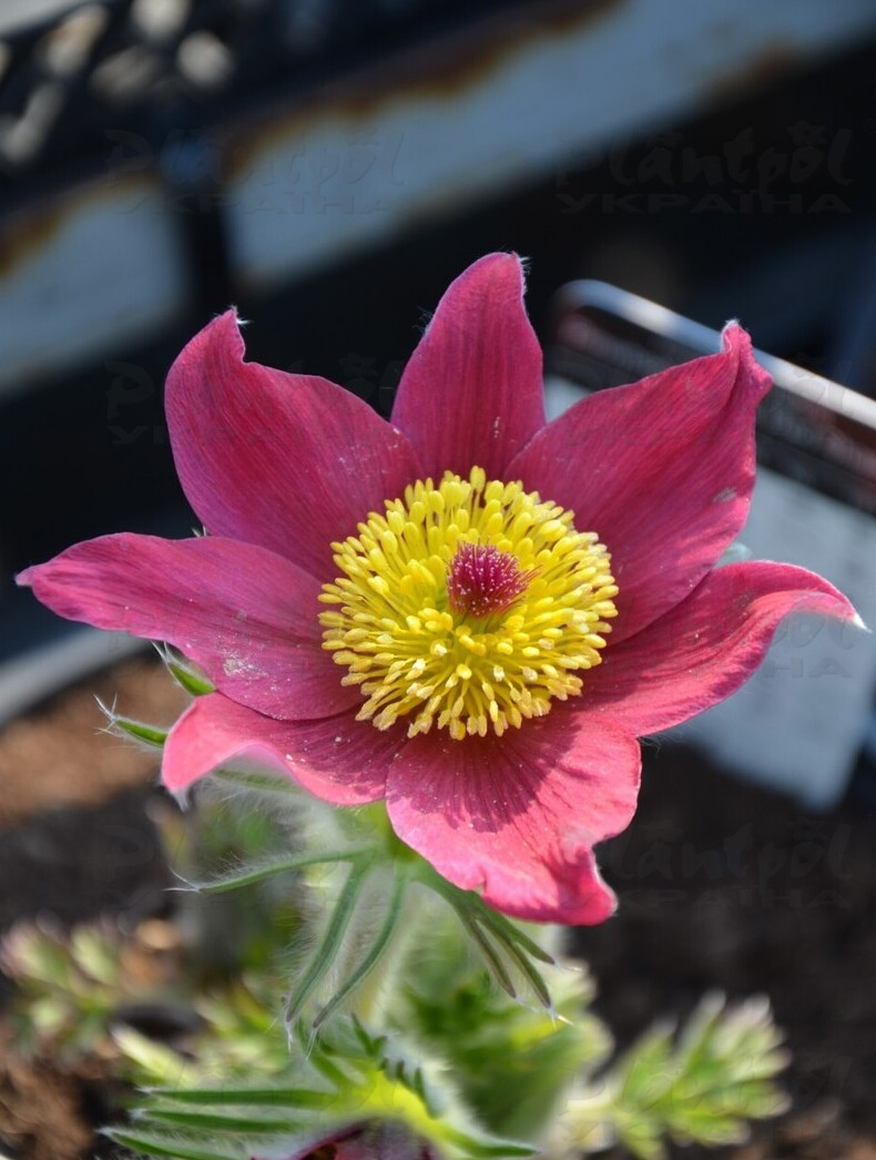 Пульсатіла Pinwheel Dark Red