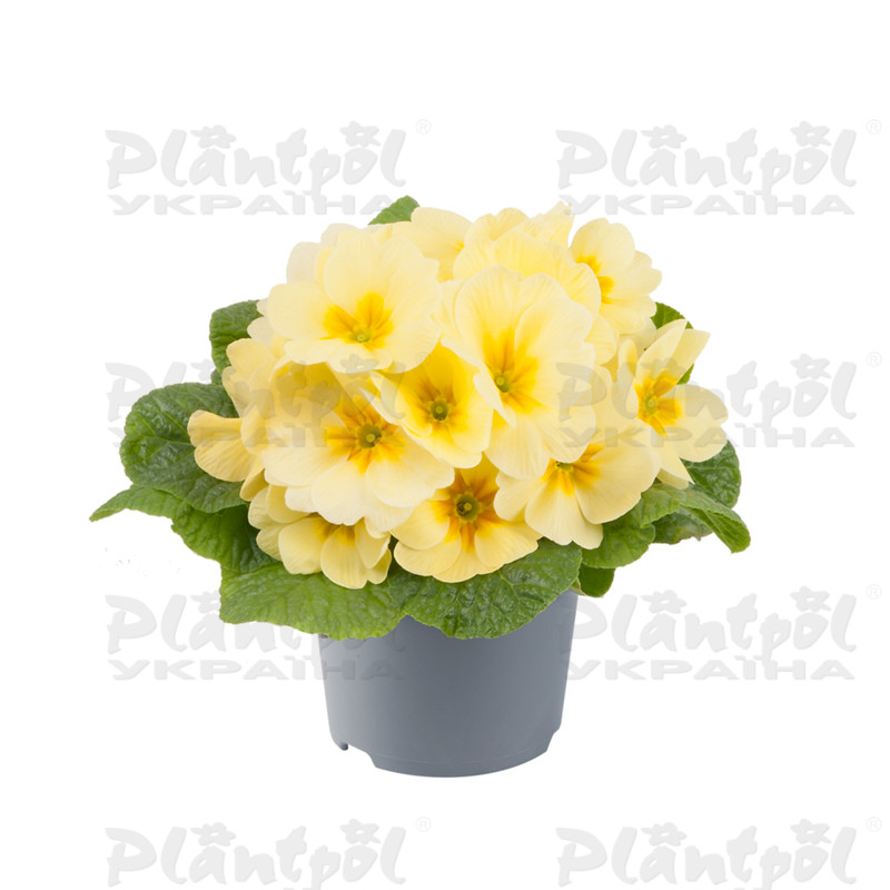 Примула vulgaris Salome® F1 Cream Yellow