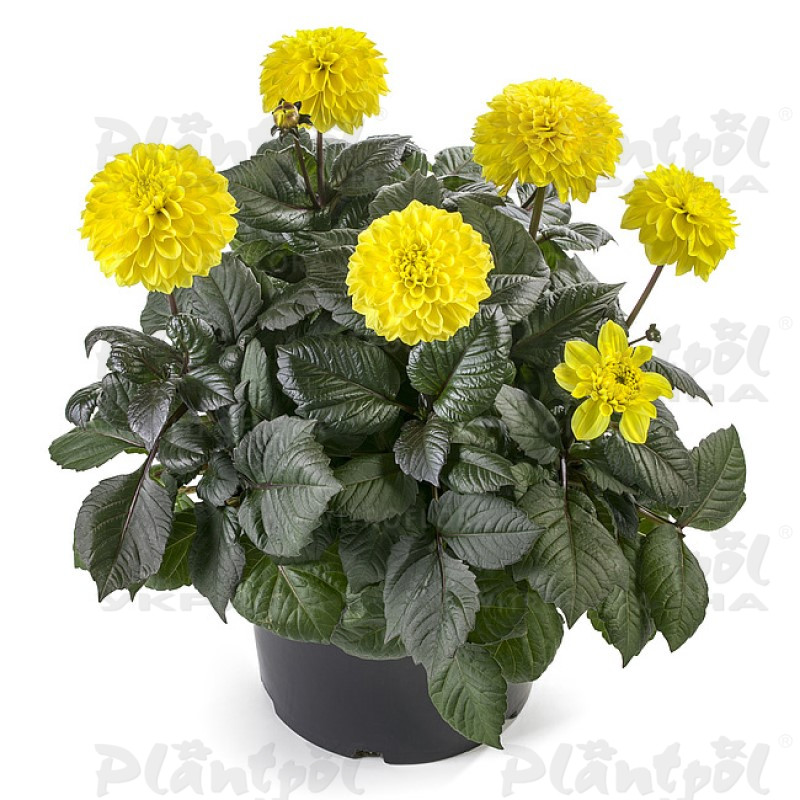 Жоржина Labella Maggiore Fun Chocolate Yellow