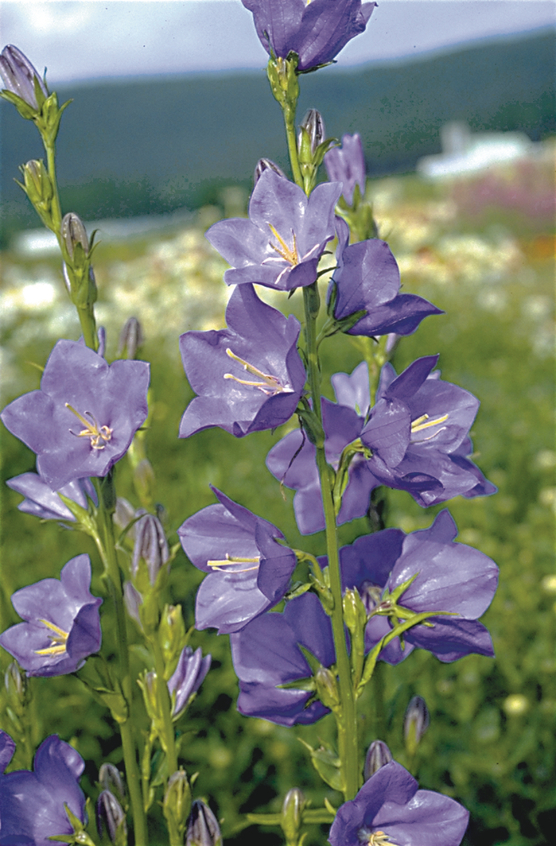 Кампанула persicifolia Caerulea (Florensis)