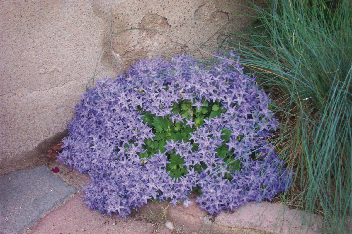 Кампанула garganica Major (288 палета/Florensis)