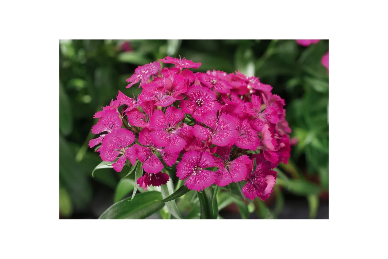 Гвоздика Barbarini® F1 Rose (Florensis)