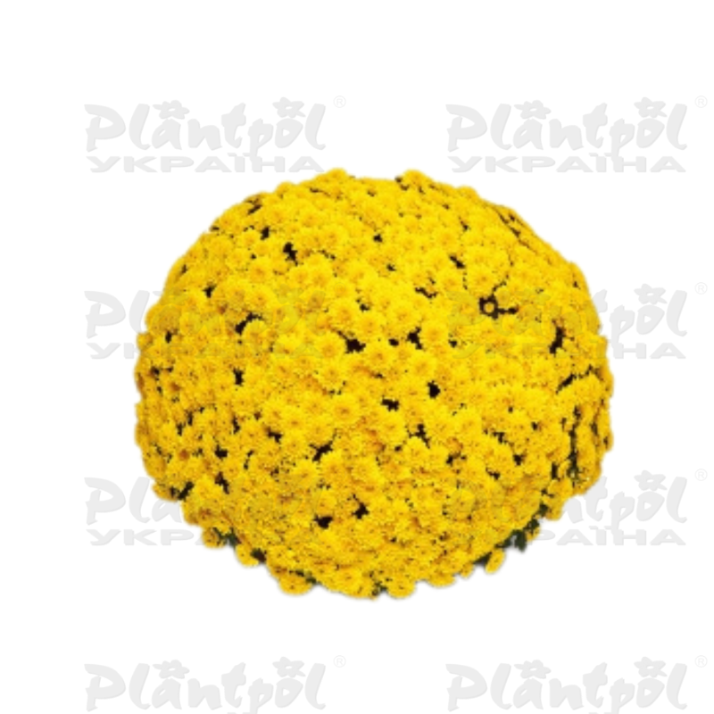 Хризантема дрібноквіткова горшкова Baria Yellow