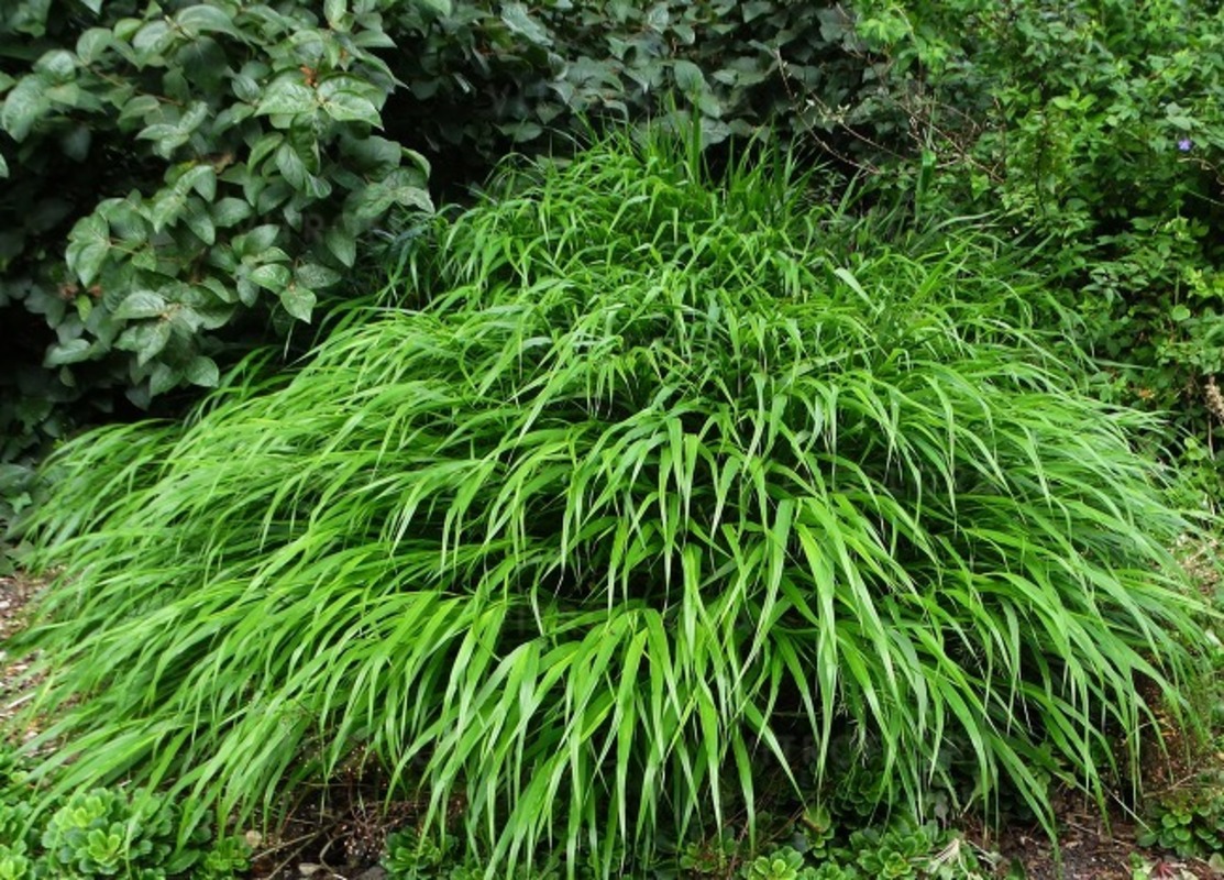 Хаконхлоя macra Greenhills (Vitroflora)