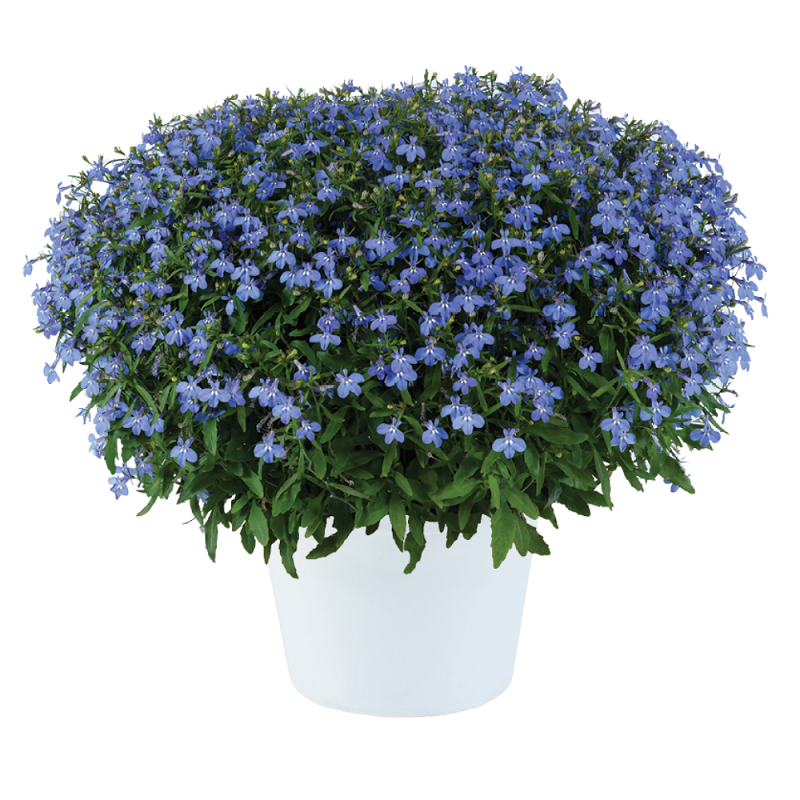 Лобелія Glow Electric Blue