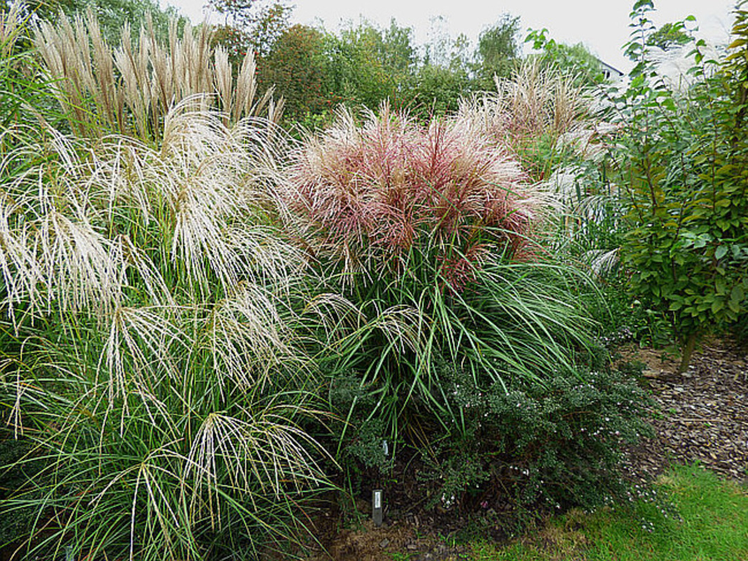 Міскантус sinensis Polonus (Vitroflora)