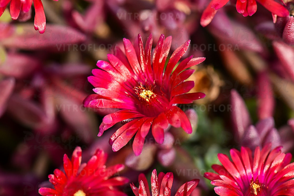 Делосперма Desert Dancer Red (Vitroflora)