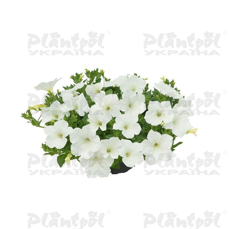 Петунія Kuyamba White