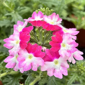 Фото 2