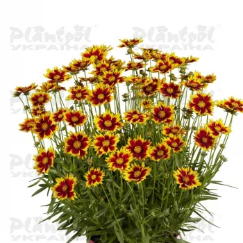 Фото 3