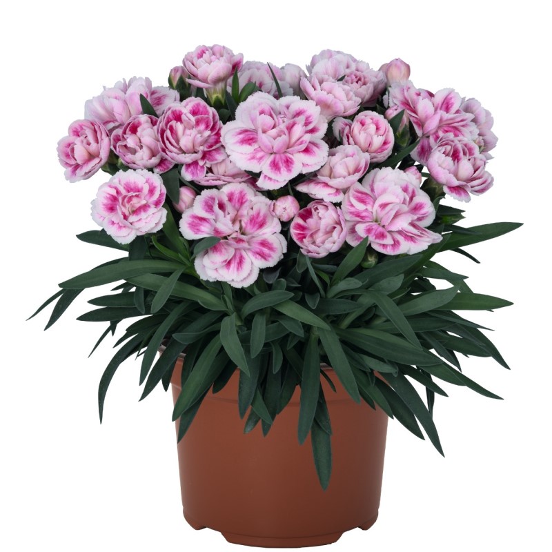 Гвоздика Sprint Pink Blush (Vitroflora)