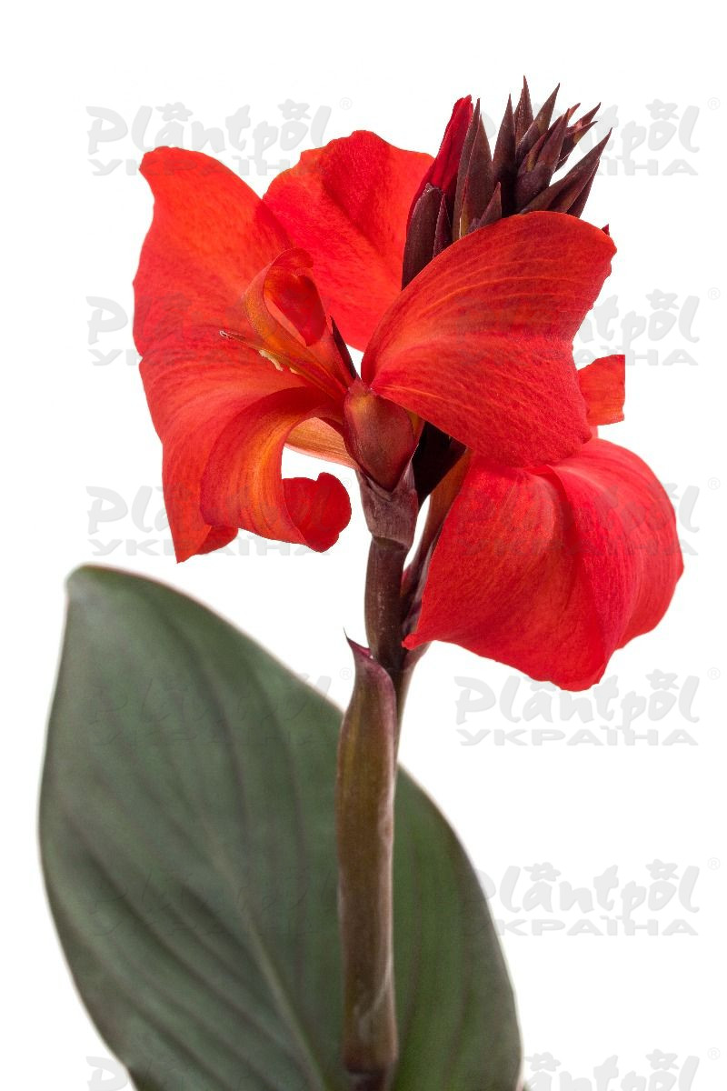 Канна Cannova Bronze Orange