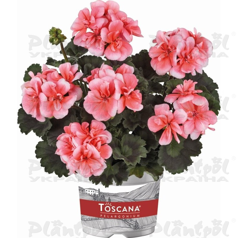 Пеларгонія зональна Dolce Vita Milou Light Salmon
