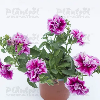 Фото 2