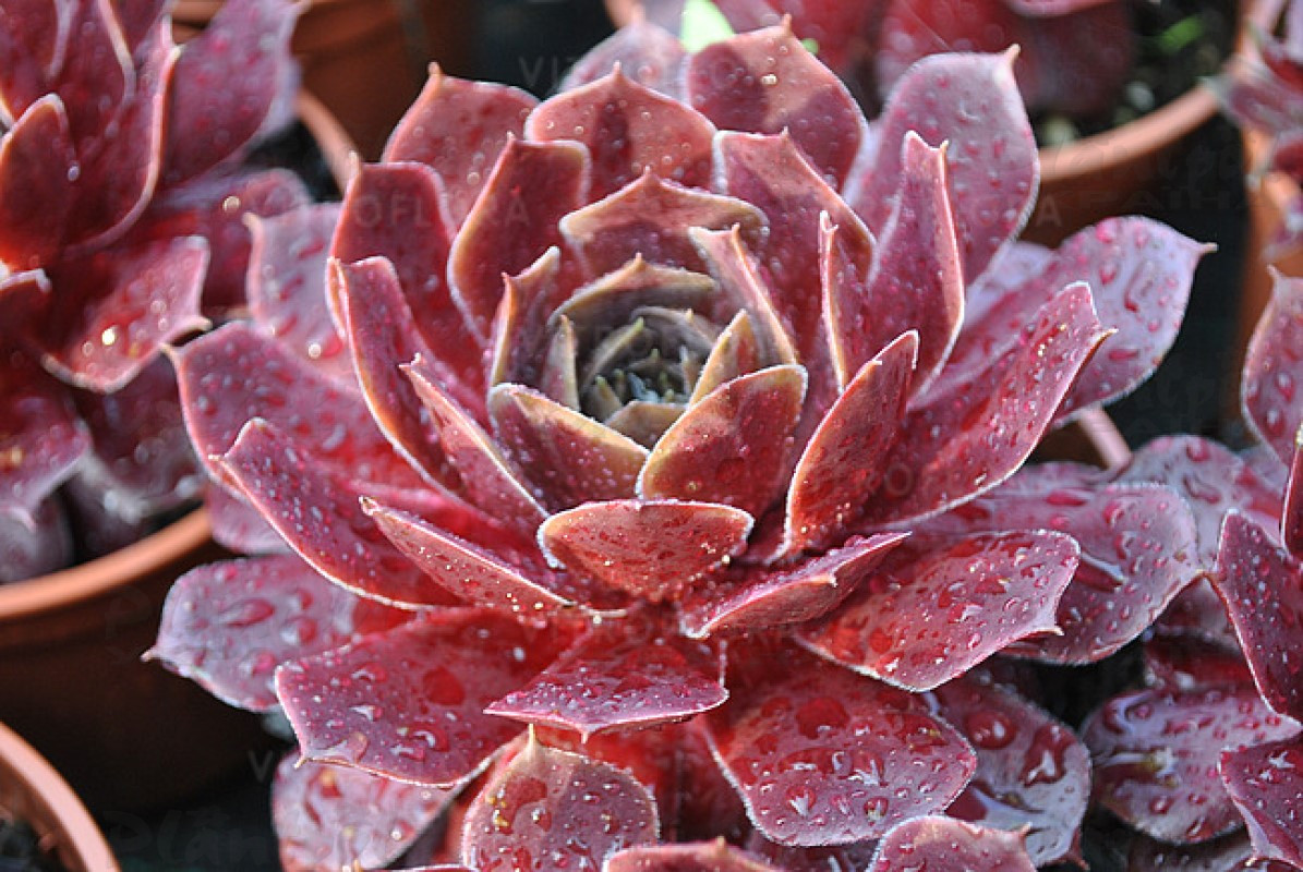 Семпервівум BigSam Ruby Star Imp. (Vitroflora)
