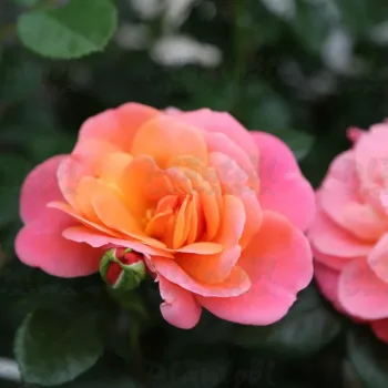 Фото 2