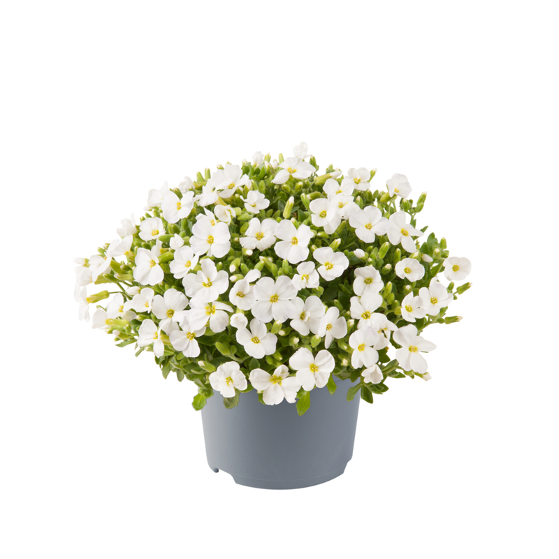 Обрієта Florado White