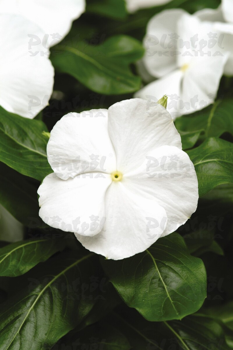Катарантус roseus Titan F1 White Pure (288 палета/Florensis)
