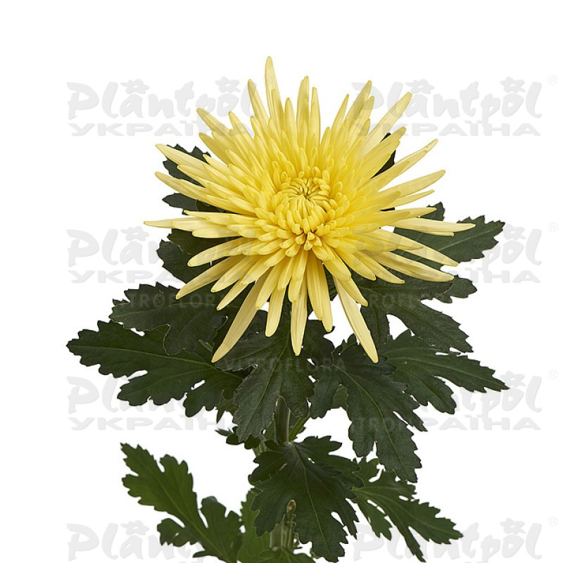 Хризантема зрізна одноголова Anabel Yellow (Vitroflora)