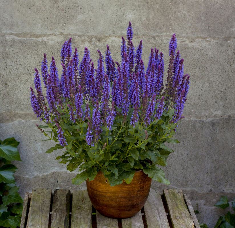 Шавлія nemorosa Blue Field (Vitroflora)