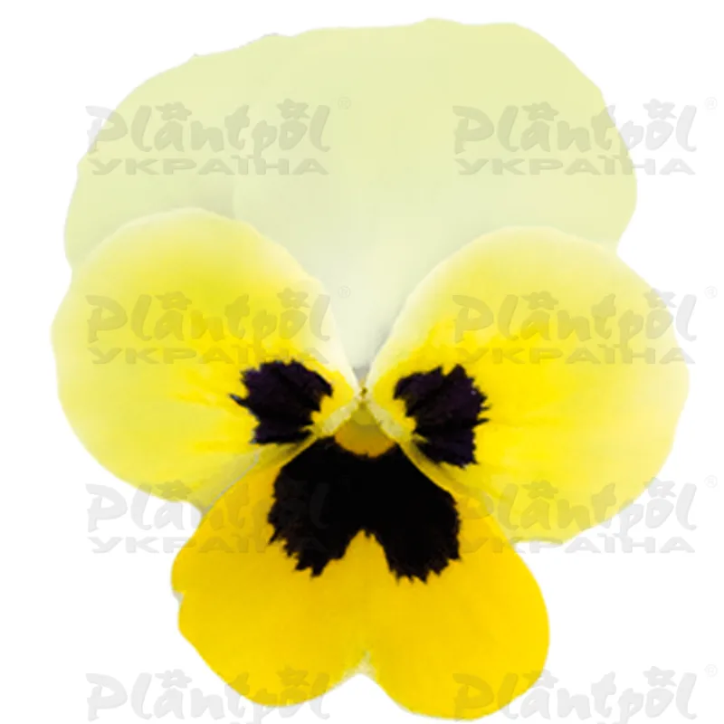 Віола cornuta EVO Mini F1/Sorbet XP F1 Lemon Ice Blotch (510 палета/Florensis)