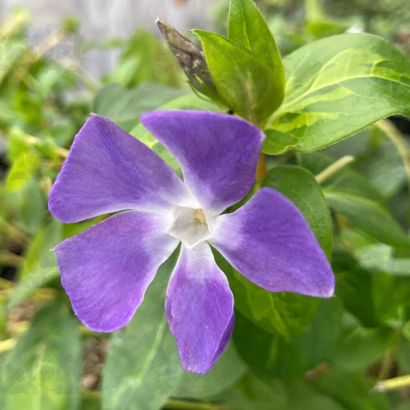Барвінок (Vinca) Major V Maculata