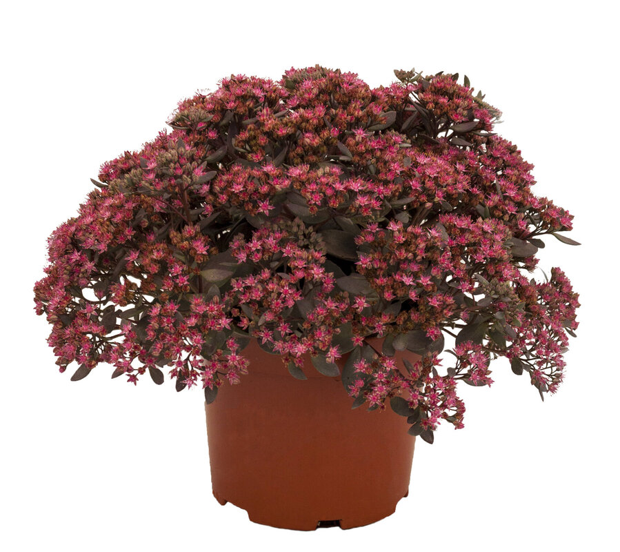 Седум SunSparkler Dazzlebery (Vitroflora)