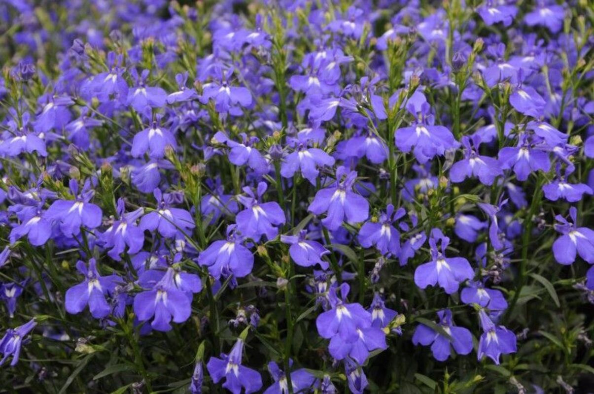 Лобелія Lobelix Blue