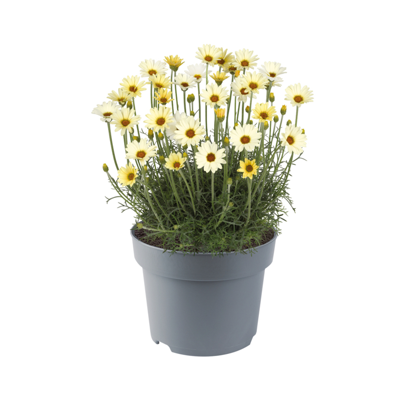 Родантемум Zagora Yellow (Florensis)