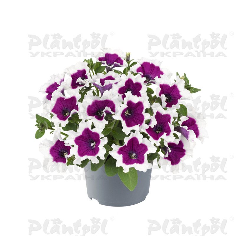 Петунія Specials Picotee Purple