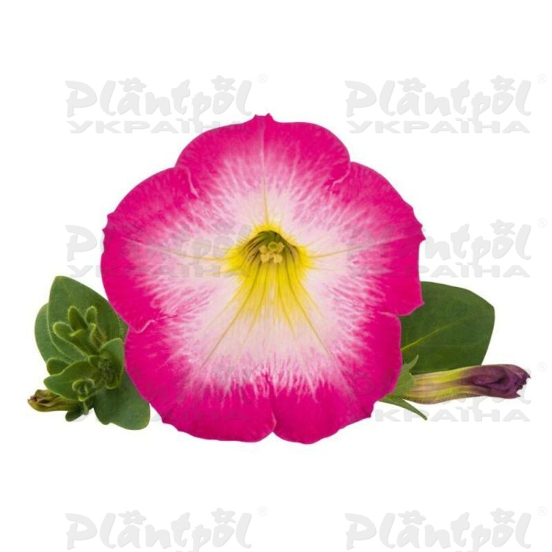 Петунія Veranda Pink Morn