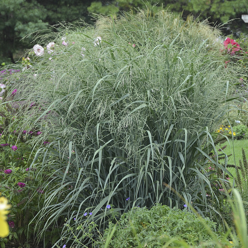 Панікум virgatum Blue Fountain (Vitroflora)