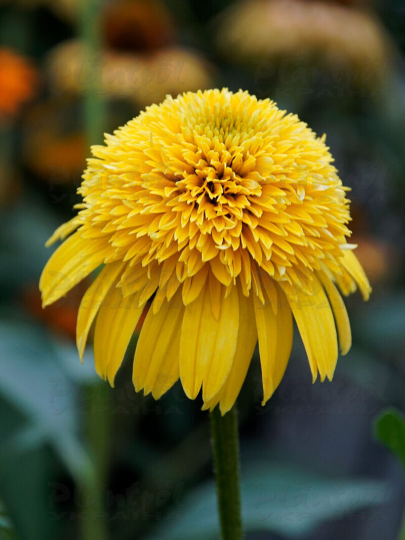 Ехінацея махрова низька Cara Mia Yellow (Plantpol)