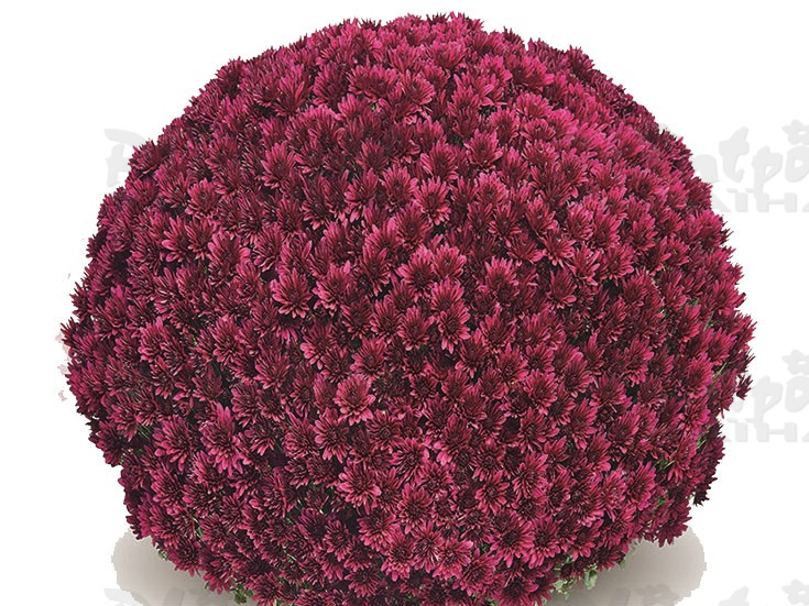 Хризантема дрібноквіткова горшкова Aduro Purple