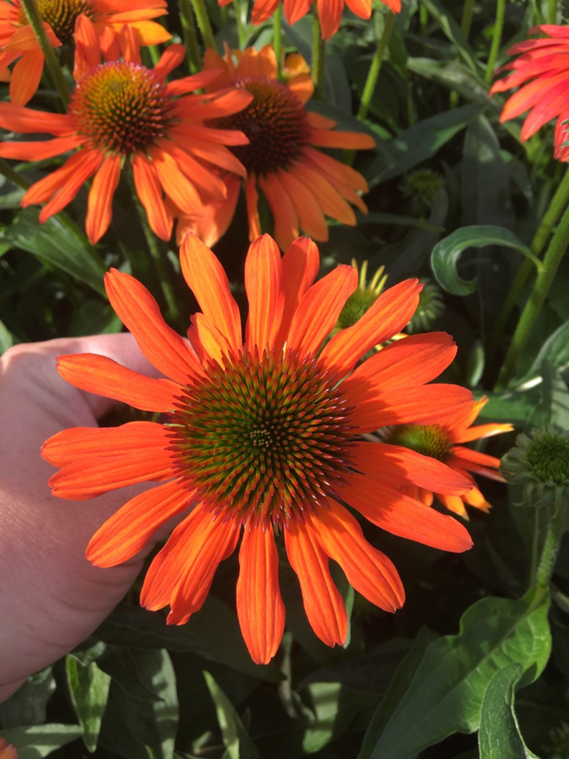 Ехінацея звичайна середня Lakota™ Orange (84 палета/Florensis)