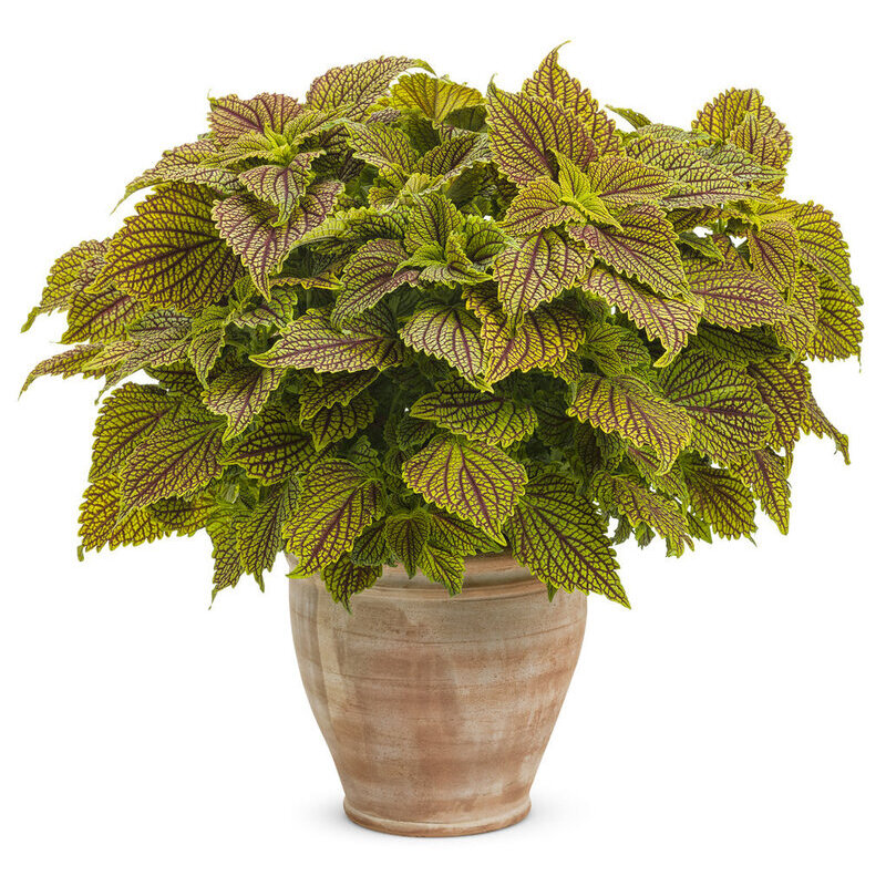 Колеус Golden Dreams