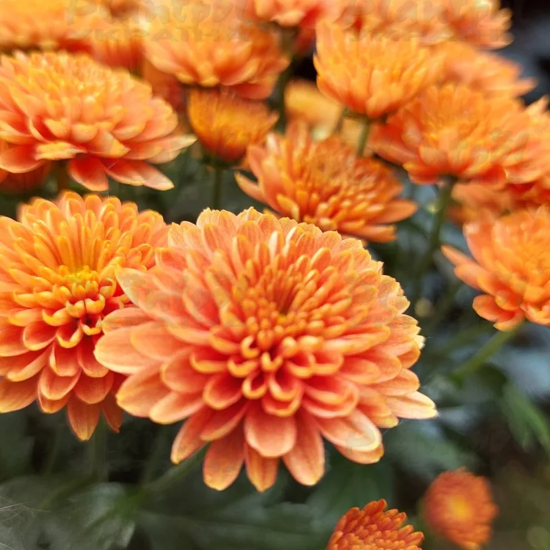 Фото 6