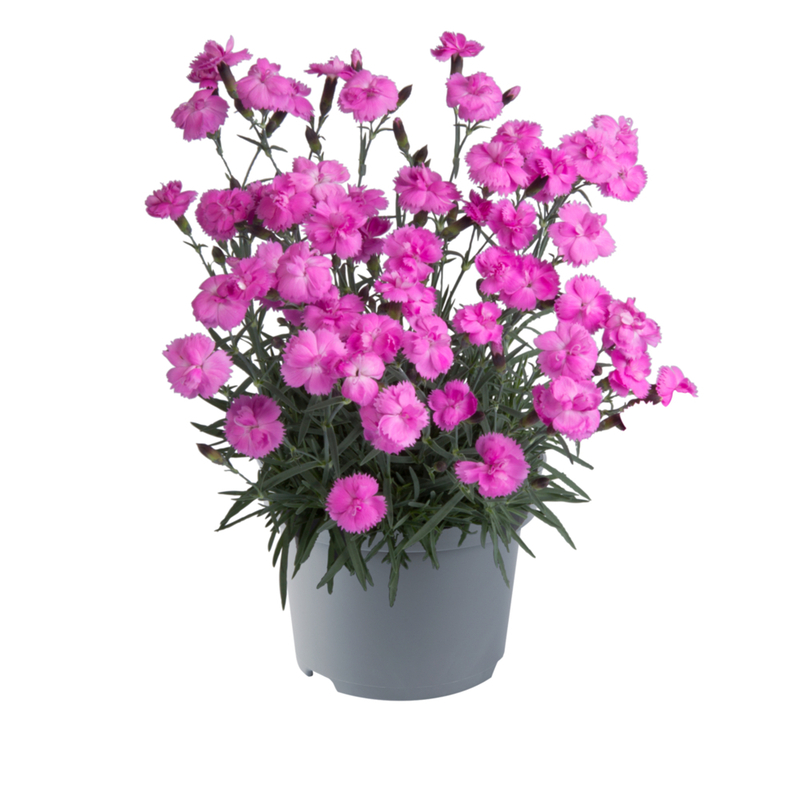 Гвоздика Dinetta Pink (Florensis)