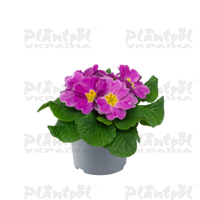 Примула vulgaris Salome® F1 Lilac Impr.