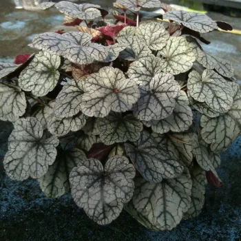 Фото 2