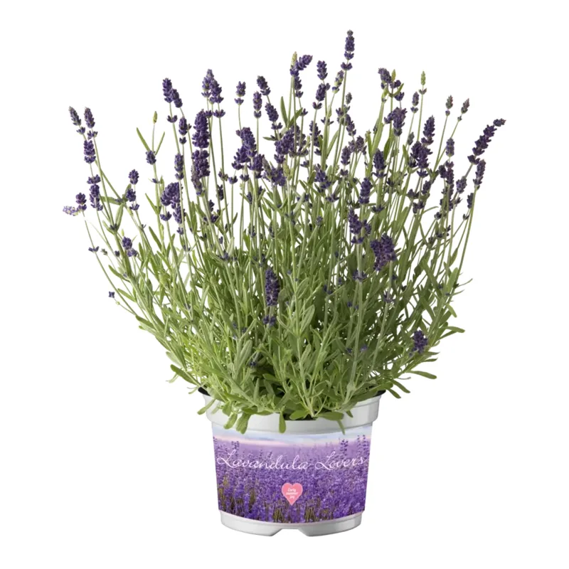 Лаванда angustifolia Ardeche Early Deep Blue (84 палета/Florensis)