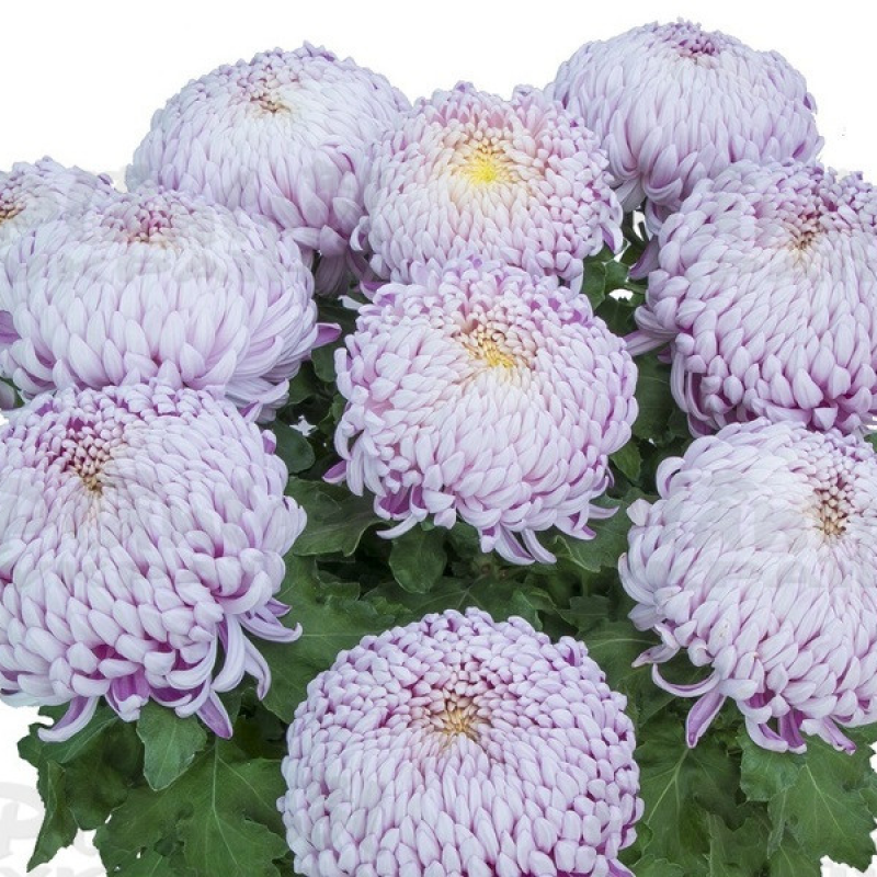 Хризантема великоквіткова горшкова Agora Mauve