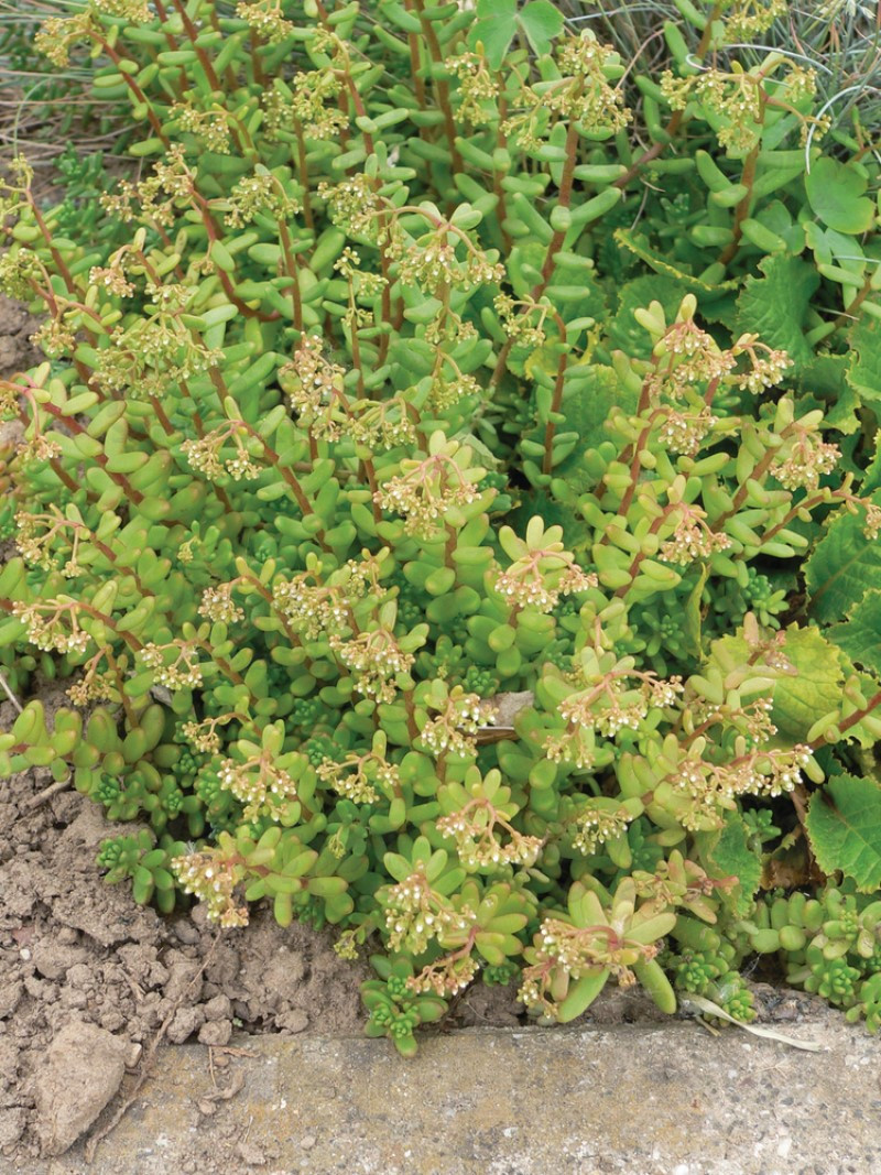 Седум ґрунтопокривний album (Vitroflora)