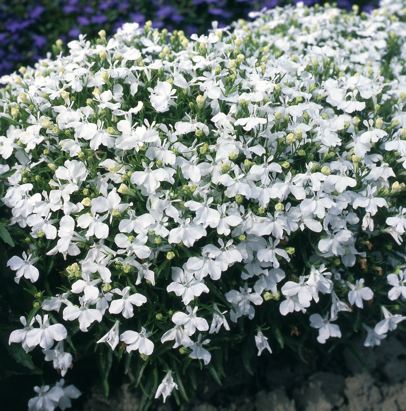 Лобелія erinus Palace White (510 палета/Florensis)
