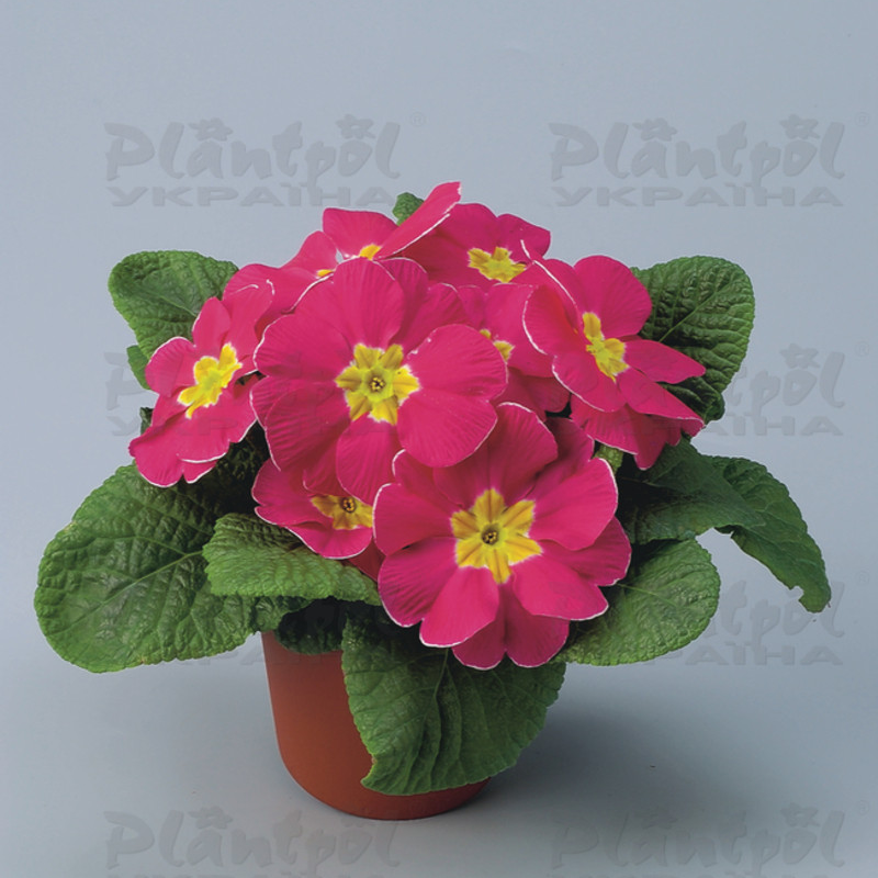 Примула vulgaris Unistar F1 Rose