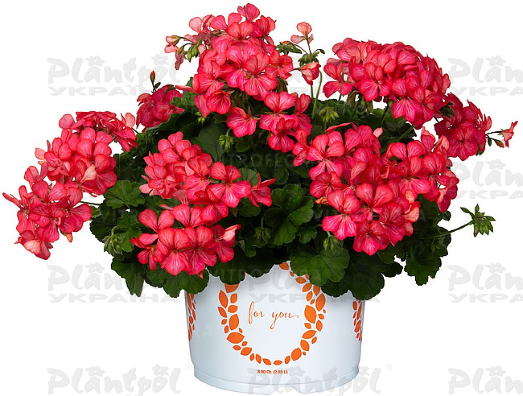 Пеларгонія ампельна Grand Idols Glory Days Pink Bicolor