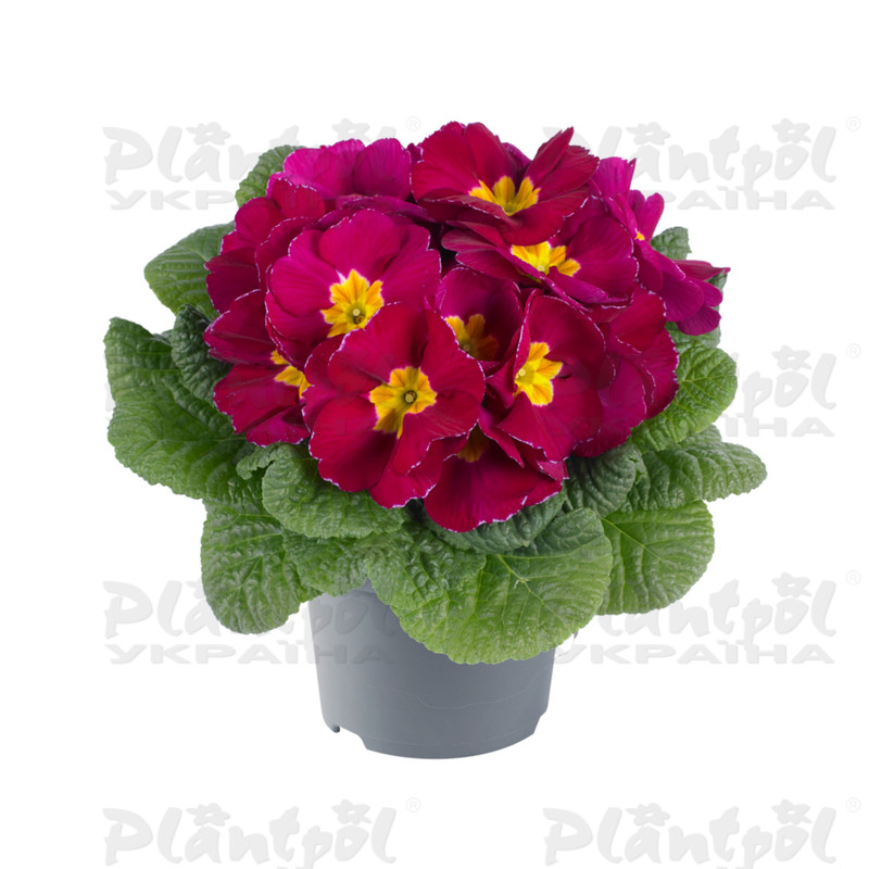 Примула vulgaris Luxor® F1 Dark Violet