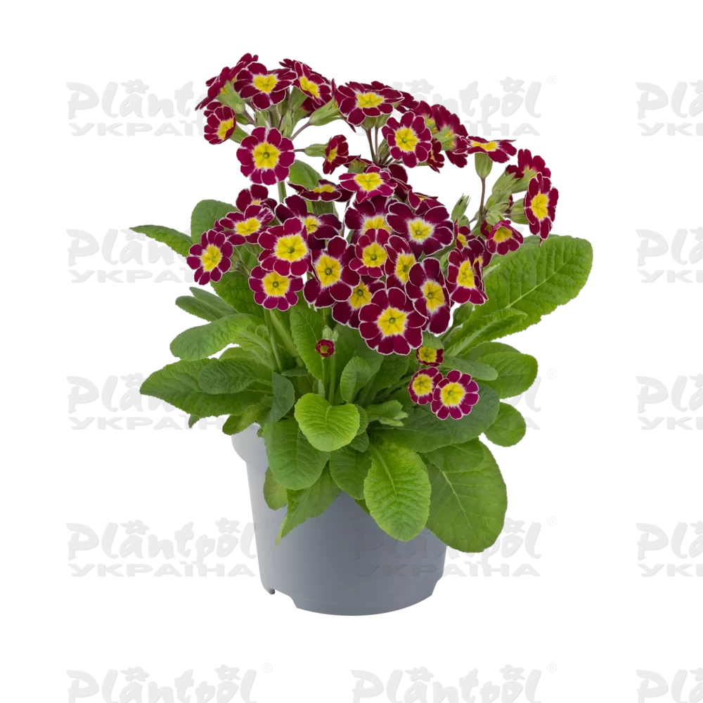 Примула veris Little Queen Victoriana Lilac (288 палета/Florensis)
