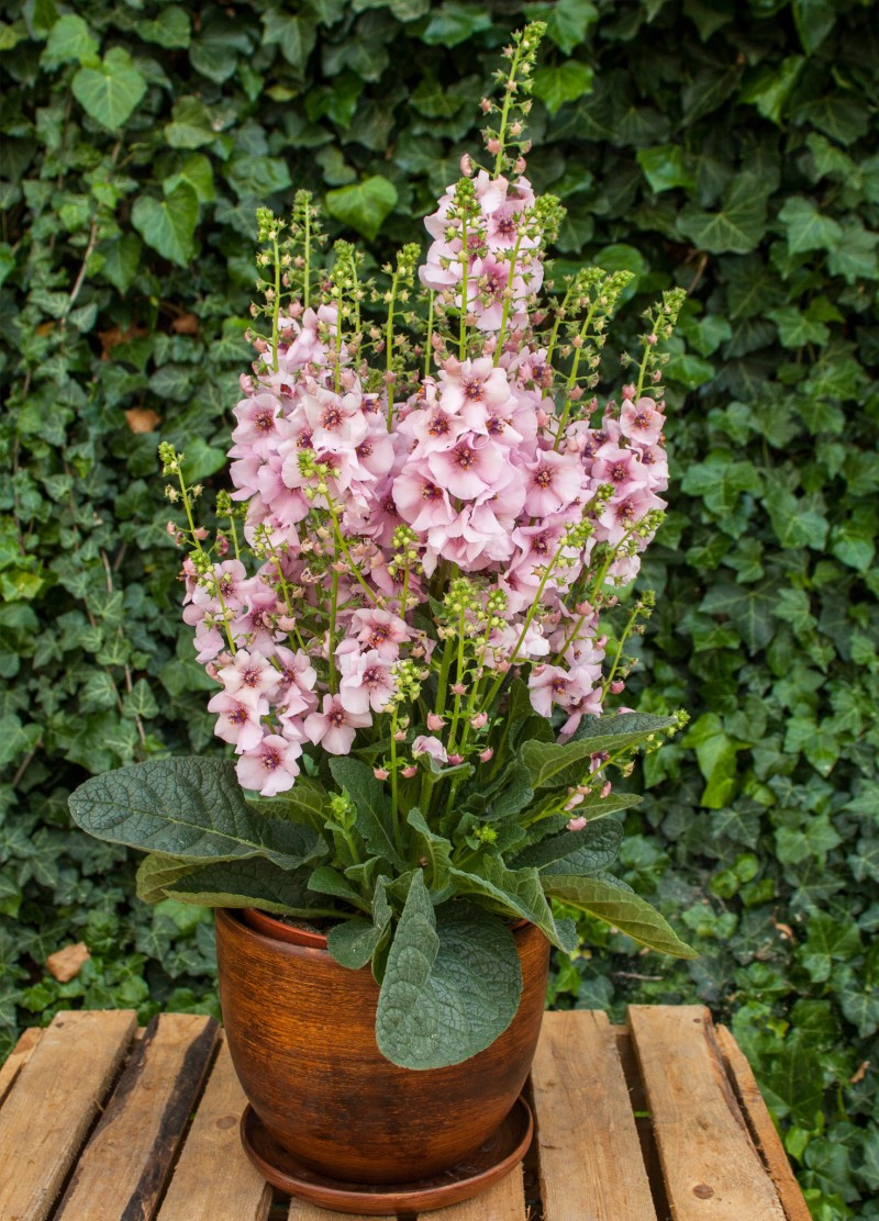 Вербаскум Rosie (Vitroflora)